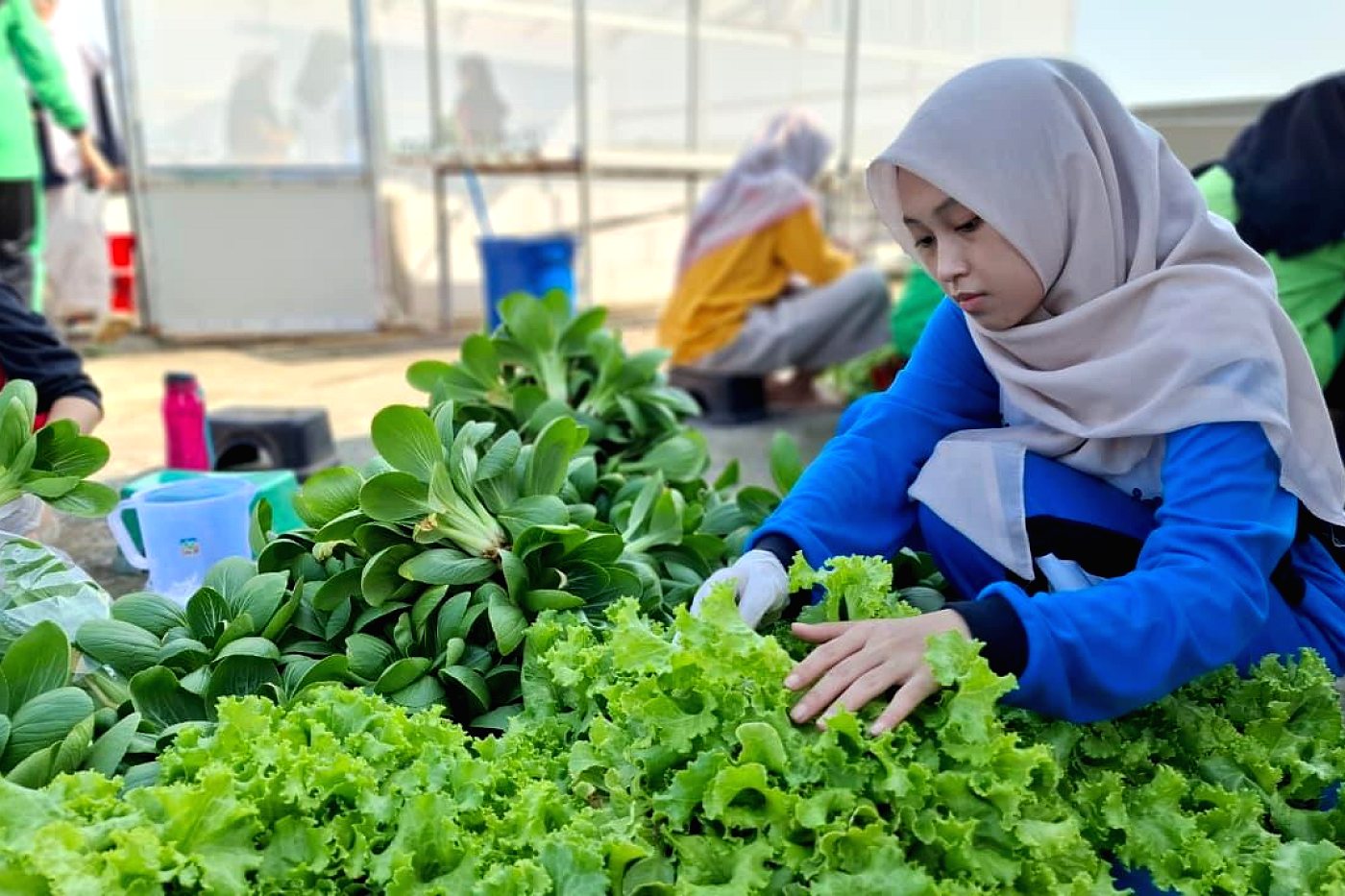 Santri merawat kebun hidroponik pesantren